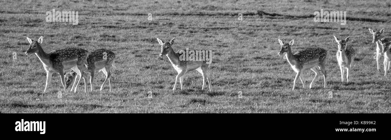 Deer and stags at Wollaton Hall Nottingham in November Stock Photo