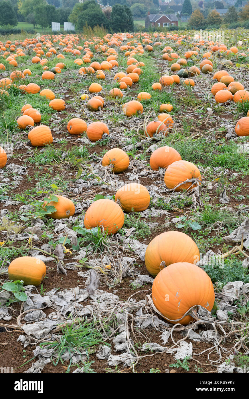 Pumpkins growing in a farmers field. Bodicote, Oxfordshire, England Stock Photo