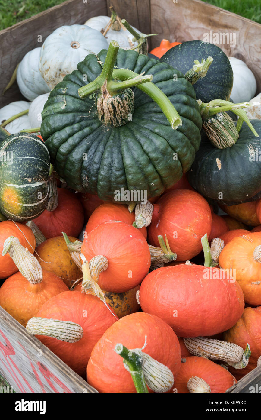 Pumpkin, gourd and squash display at Daylesford Organic farm shop autumn festival. Daylesford, Cotswolds, Gloucestershire, England Stock Photo