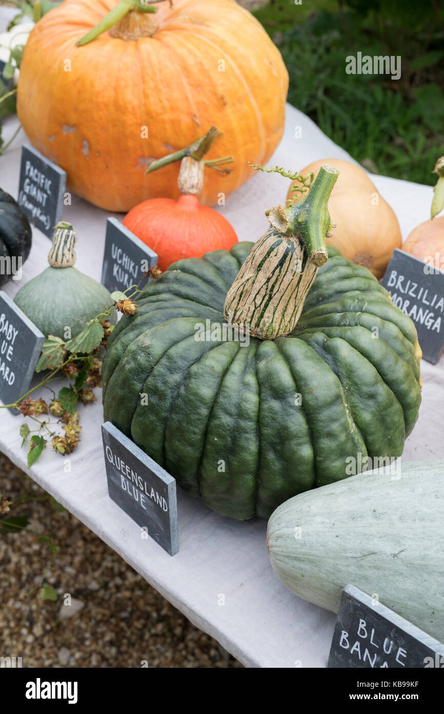 Pumpkin, gourd and squash display at Daylesford Organic farm shop