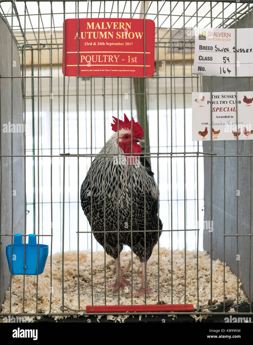 Silver sussex cockerel in a cage being shown with a first prize award at Malvern autumn show. Worcestershire, UK Stock Photo