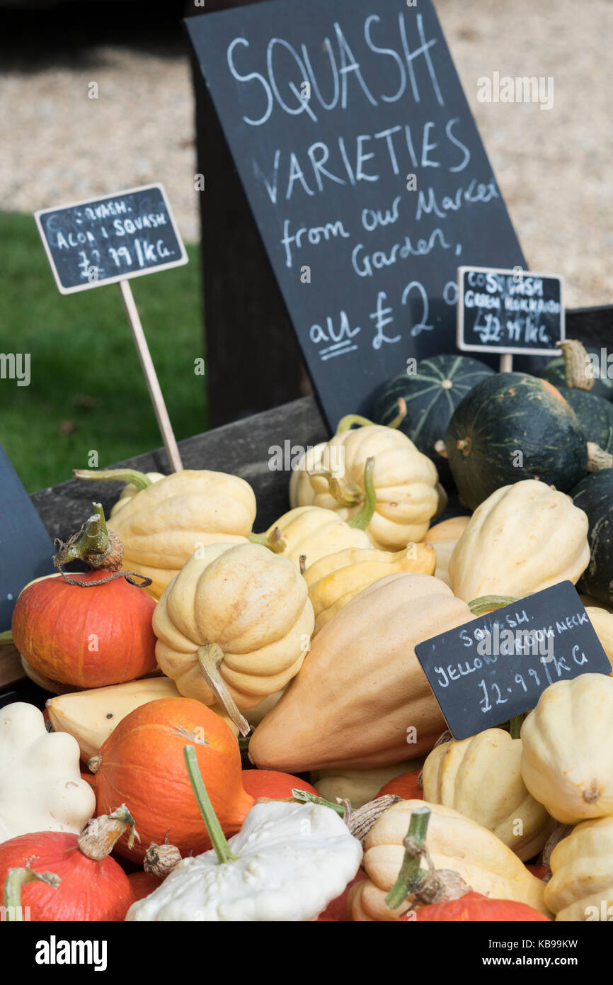 Squash display at Daylesford Organic farm shop autumn festival