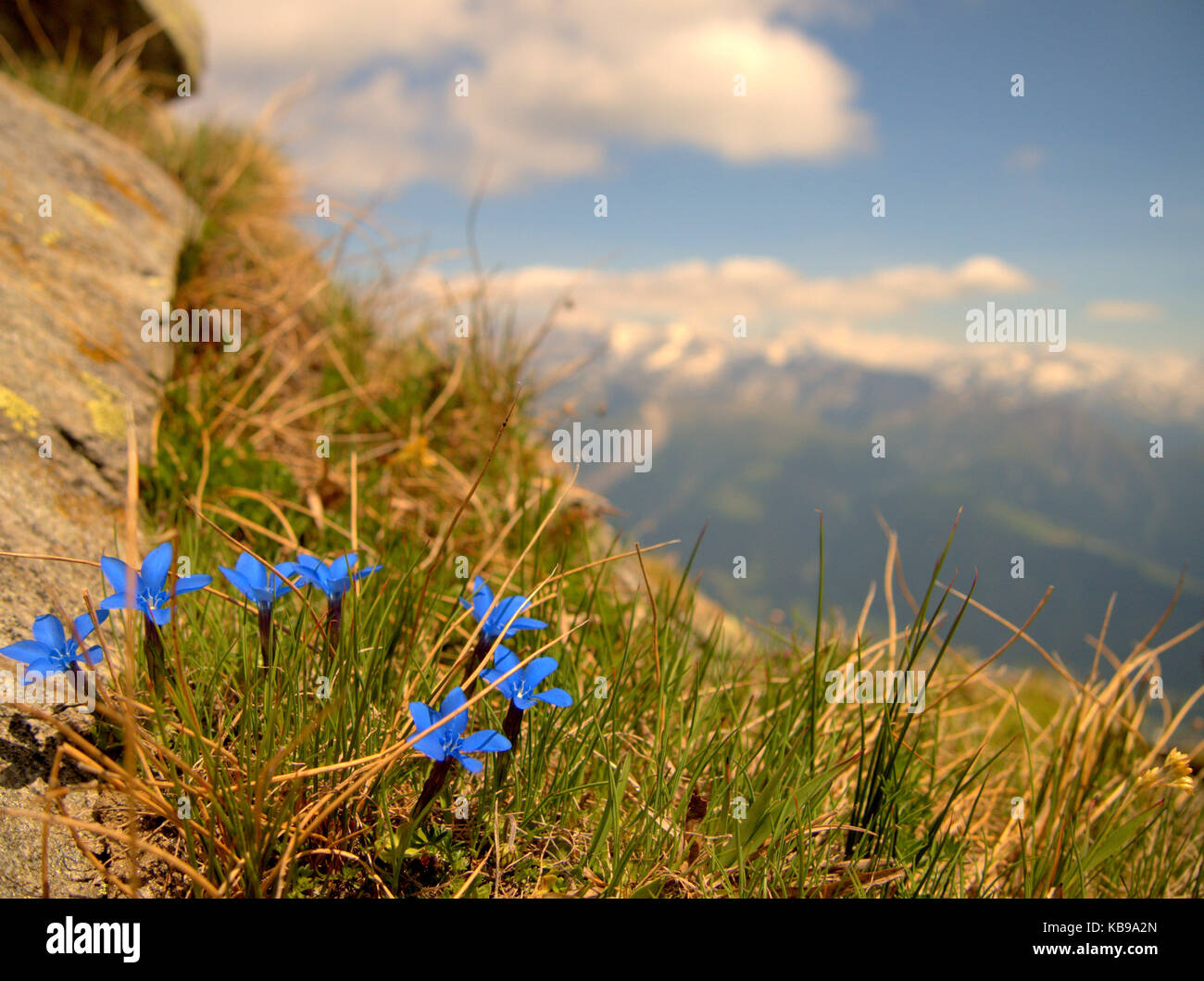 Flowers, Swiss Alps Stock Photo Alamy
