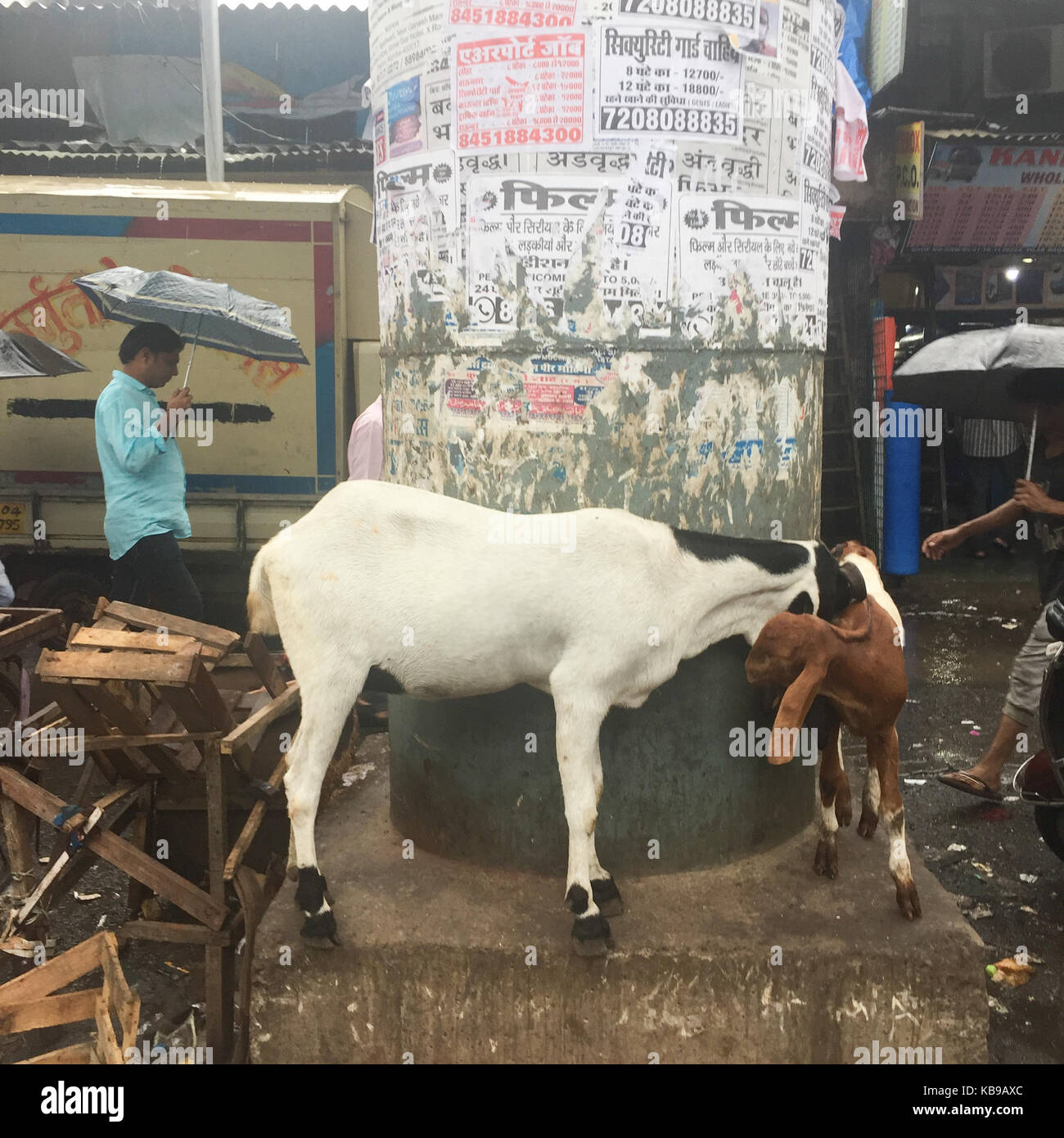 Goats shelter from the rain, Dharavi, Mumbai, India Stock Photo - Alamy