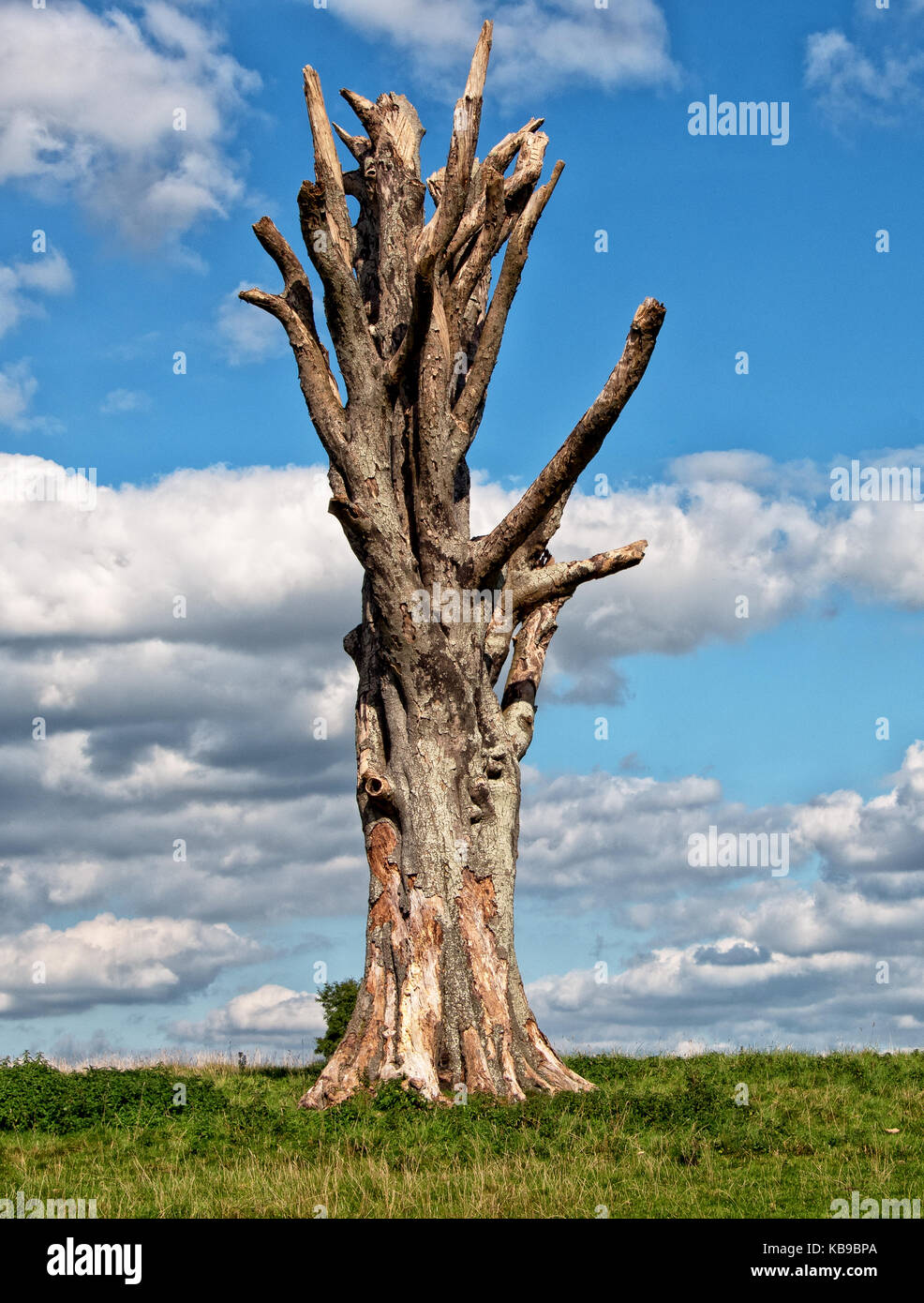 Tree stump in Dyrham Park, South Gloucestershire Stock Photo