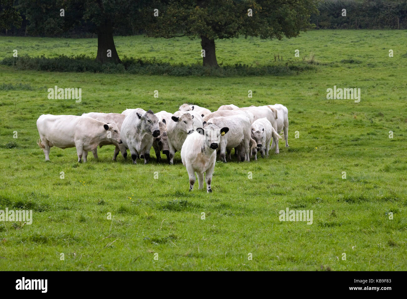 Bos Taurus. British White Cattle in the English countryside. Stock Photo