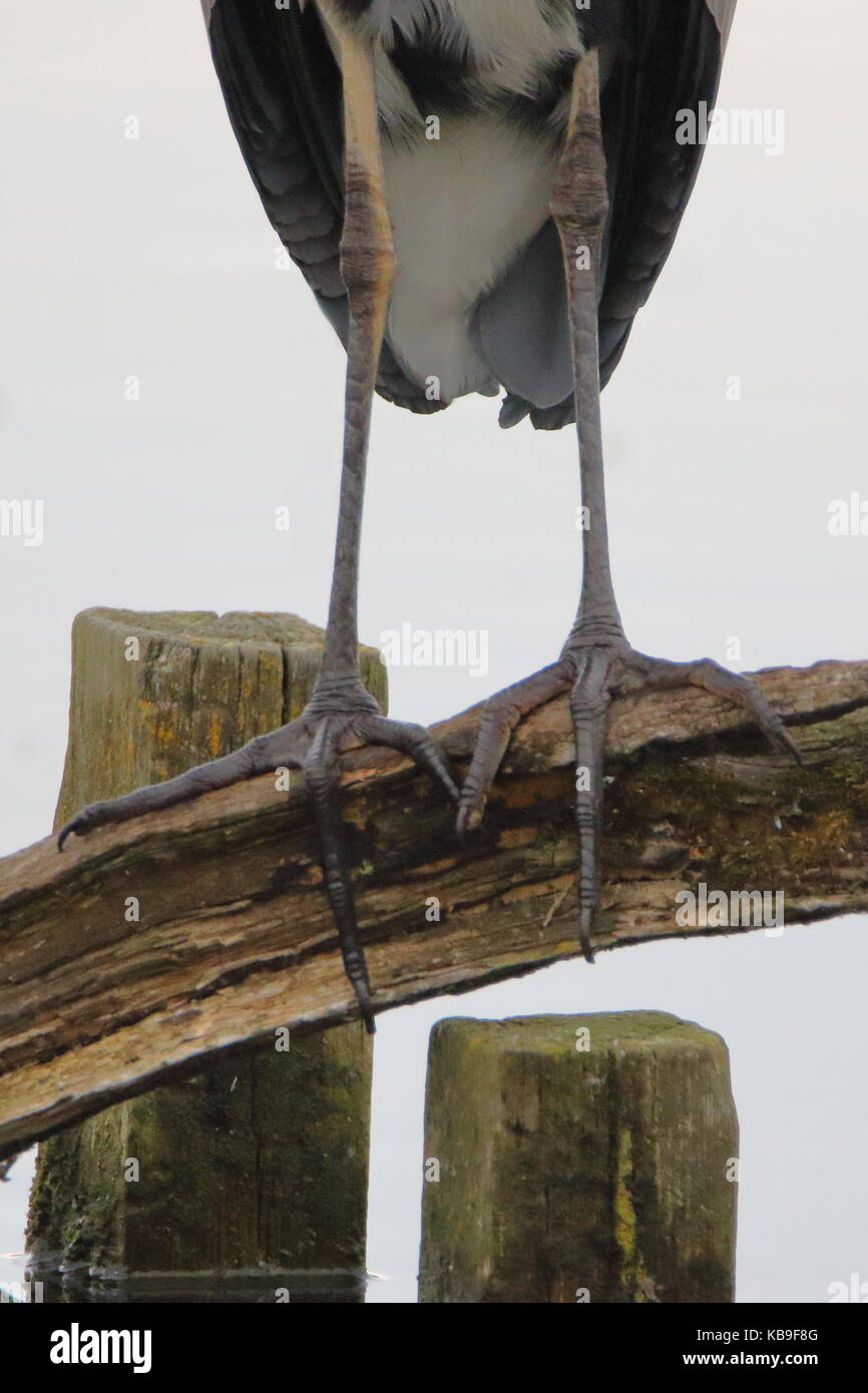 Big feet: the large feet and long legs of a Grey Heron, Ardea cinerea, at Leighton Moss RSPB reserve; Lancashire UK Stock Photo