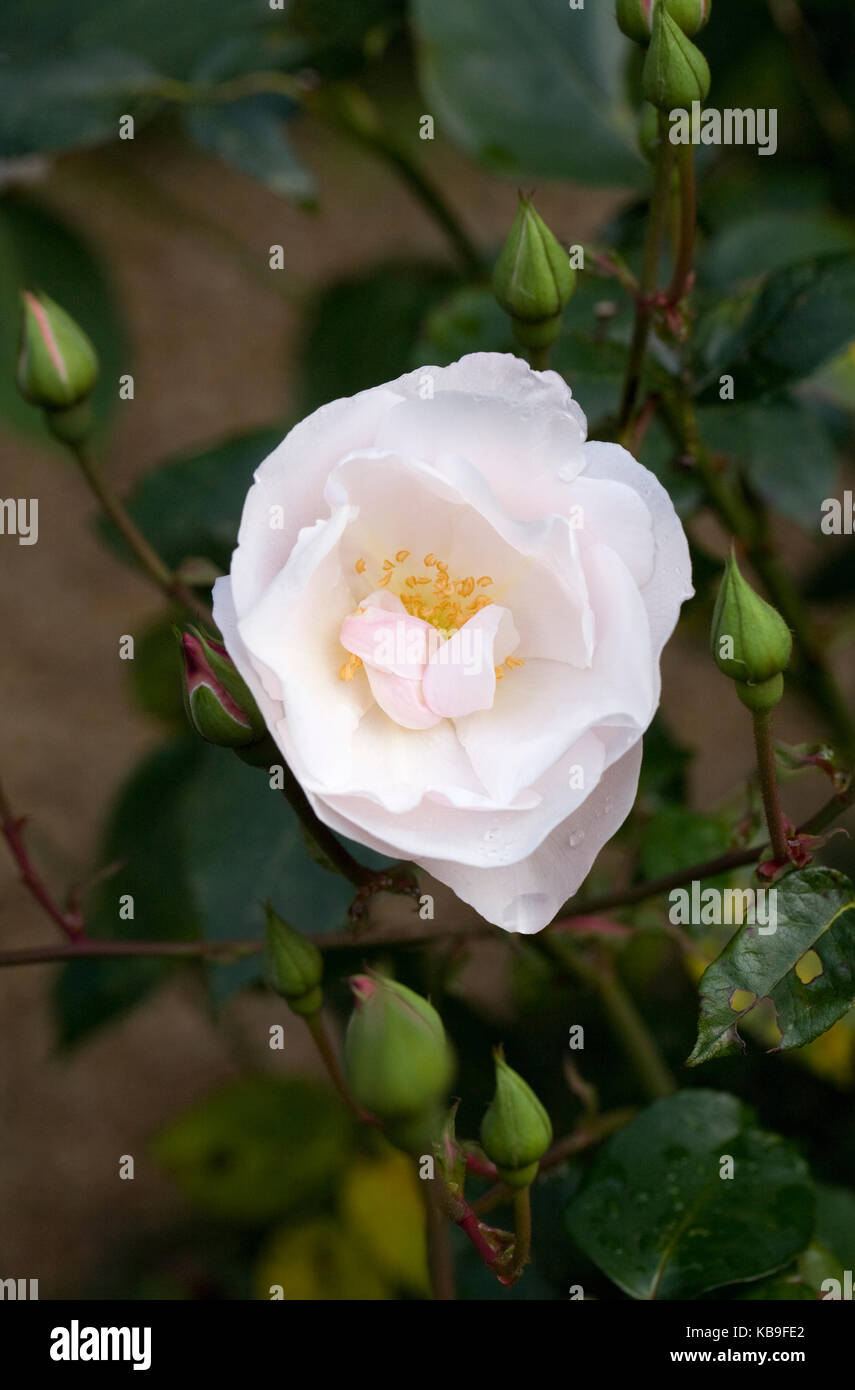 Rosa 'Blush Noisette' flower. Stock Photo