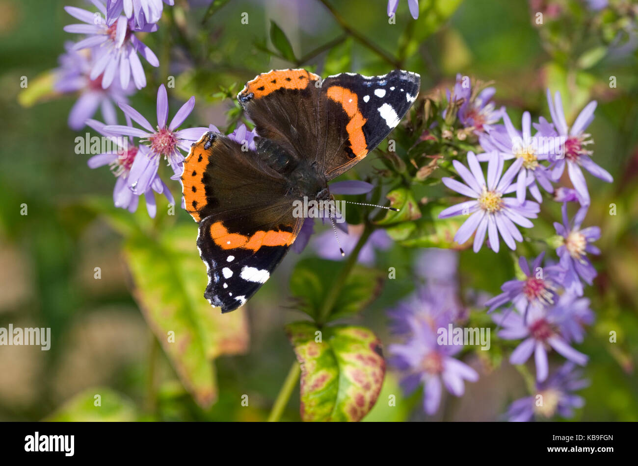 Vanessa atalanta. Red admiral butterfly on Asters. Stock Photo