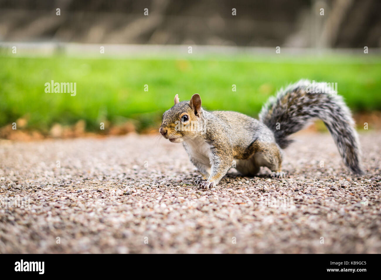 Grey squirrel photographed in the Grosvenor Park in Chester. Stock Photo
