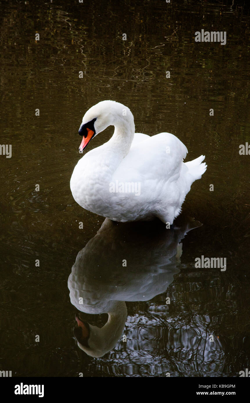 Swan Reflection Stock Photo