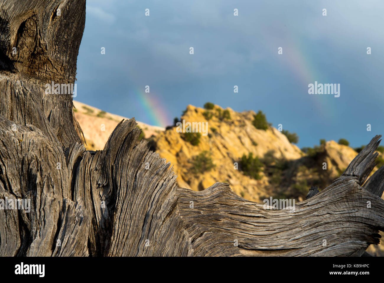 One-seed Juniper, (Juniperous monosperma), and rainbow.  Omit Wilderness, New Mexico, USA. Stock Photo