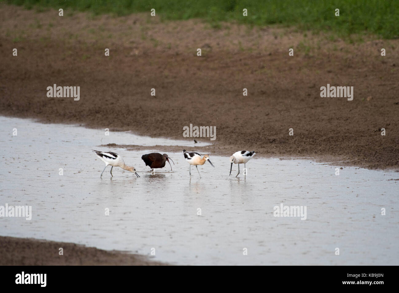White-faced Ibis, (Plegadis chihi), and American Avocets, (Recurvirostra americana), Bosque del Apache National Wildlife Refuge, New Mexico, USA. Stock Photo