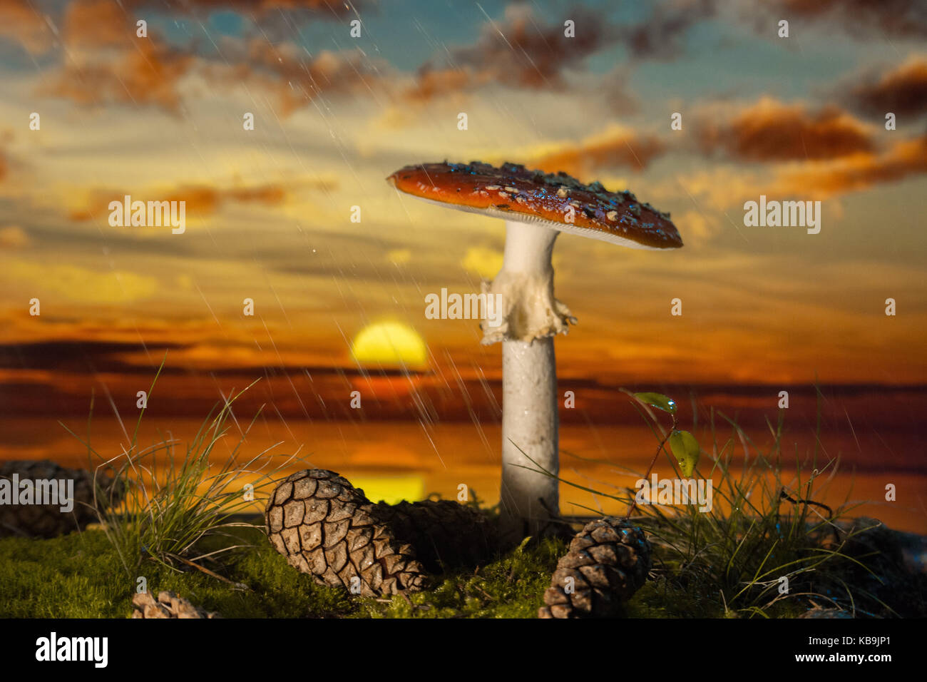 Poisonous mushroom with cones on the moss at sunset Stock Photo