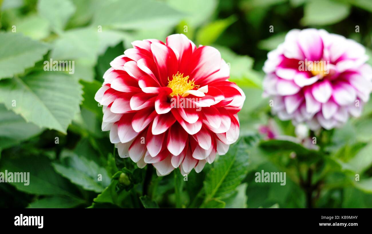 Spring flowers blooming in April and May on lawns, bushes and trees in