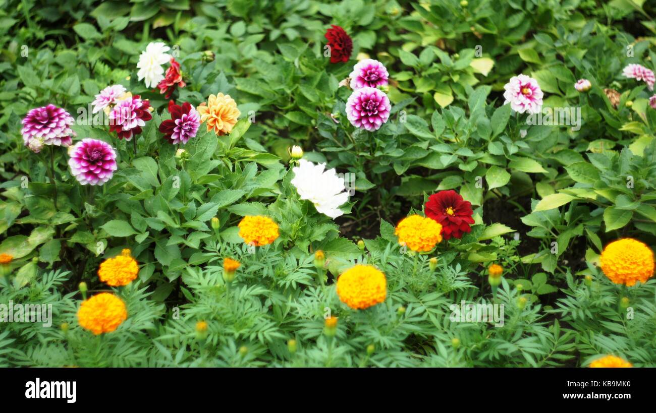 Spring flowers blooming in April and May on lawns, bushes and trees in