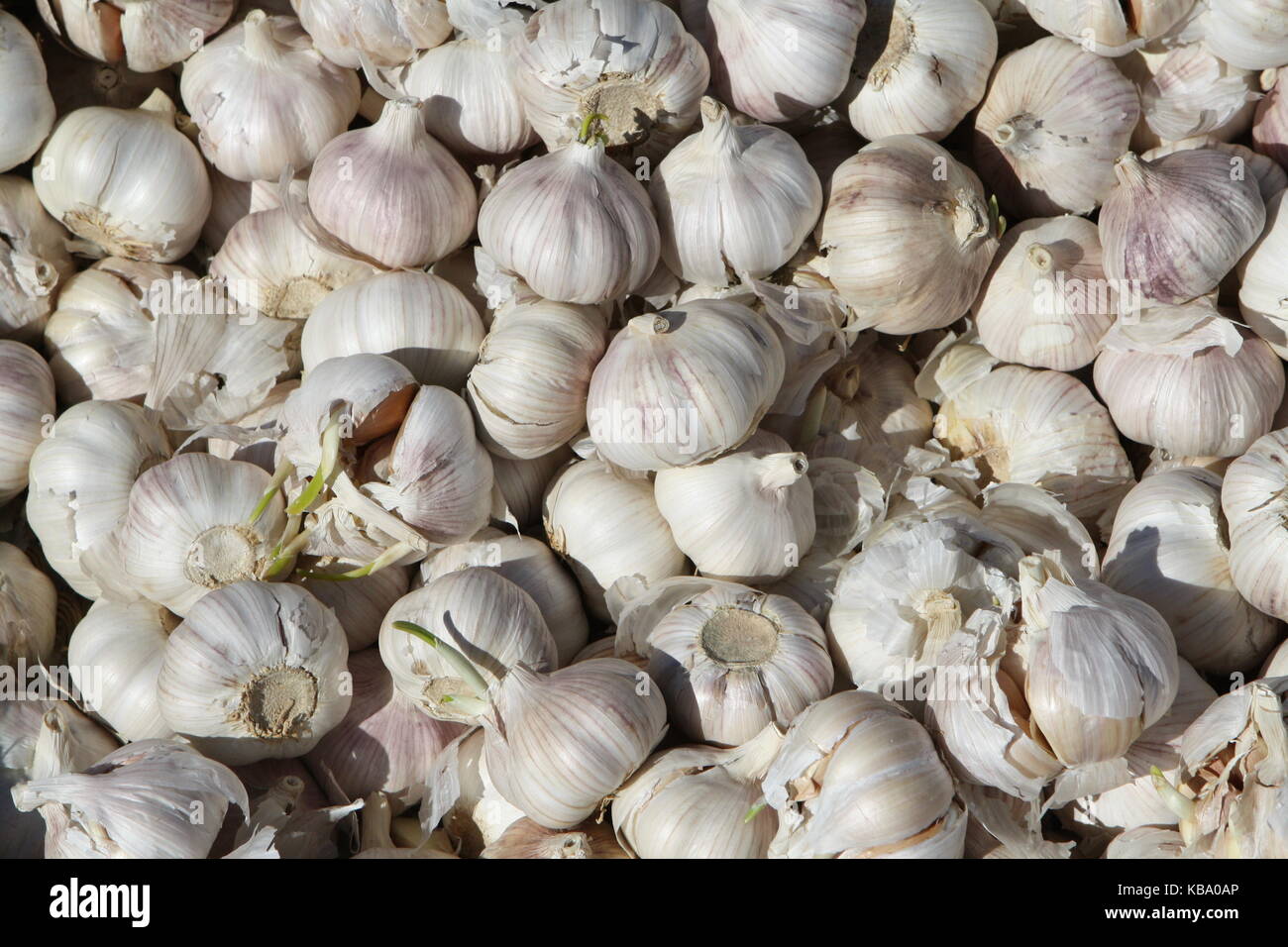 Garlic - Knoblauch auf einem Markt Stock Photo