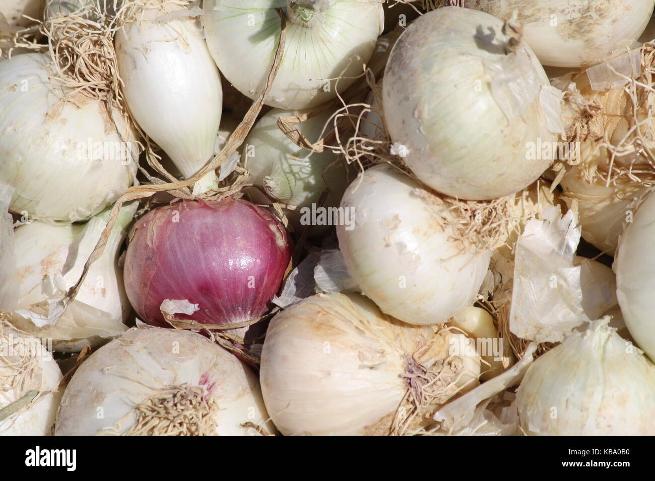 Weisse zwiebeln hires stock photography and images Alamy