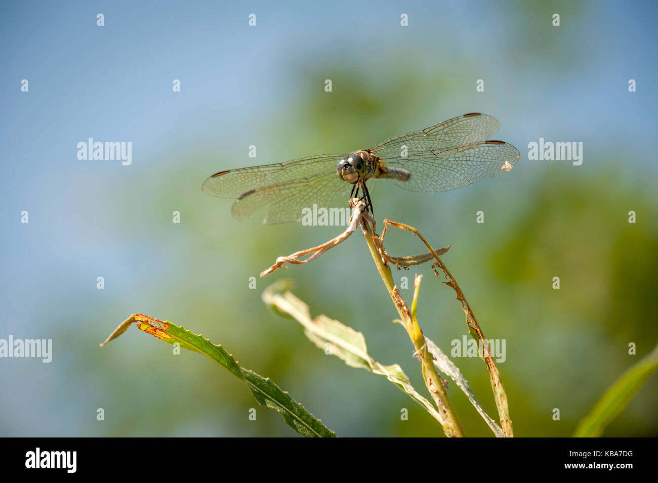 Blue Dasher Dragonfly on plant at Metzger Marsh in Ohio Stock Photo - Alamy