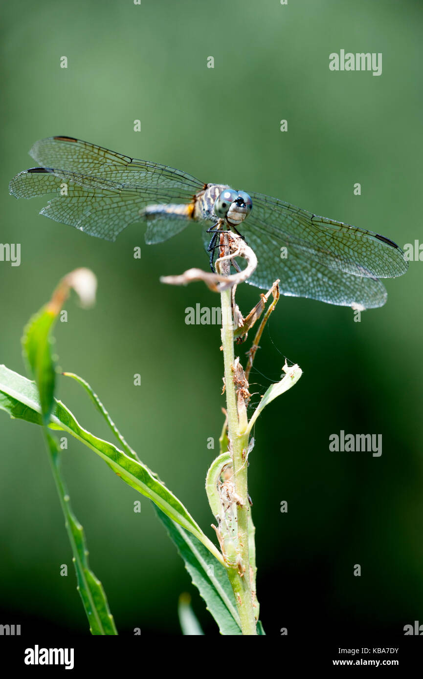 Blue Dasher Dragonfly on plant at Metzger Marsh in Ohio Stock Photo - Alamy