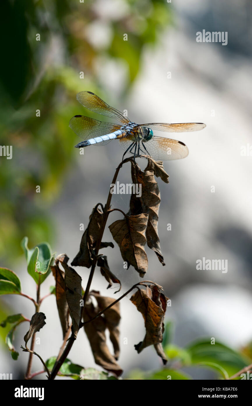 Blue Dasher Dragonfly on plant at Metzger Marsh in Ohio Stock Photo - Alamy