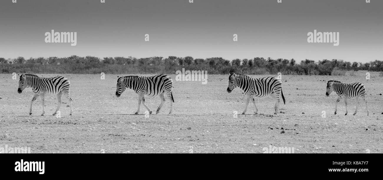Zebra Crossing, Etosha National Park, Namibia Stock Photo Alamy