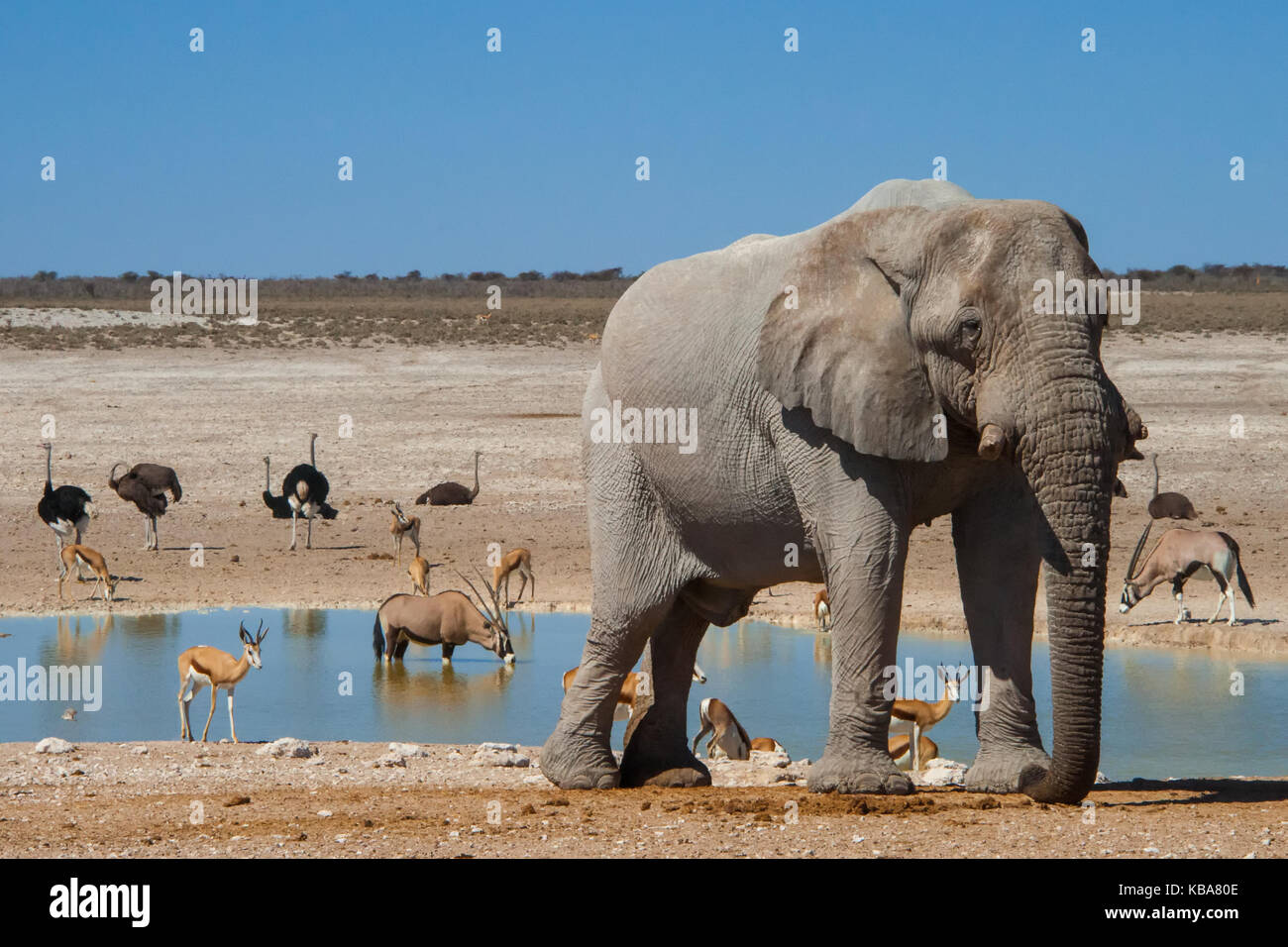 Wildlife congregates at a water hole, Etosha National Park, Namibia Stock Photo