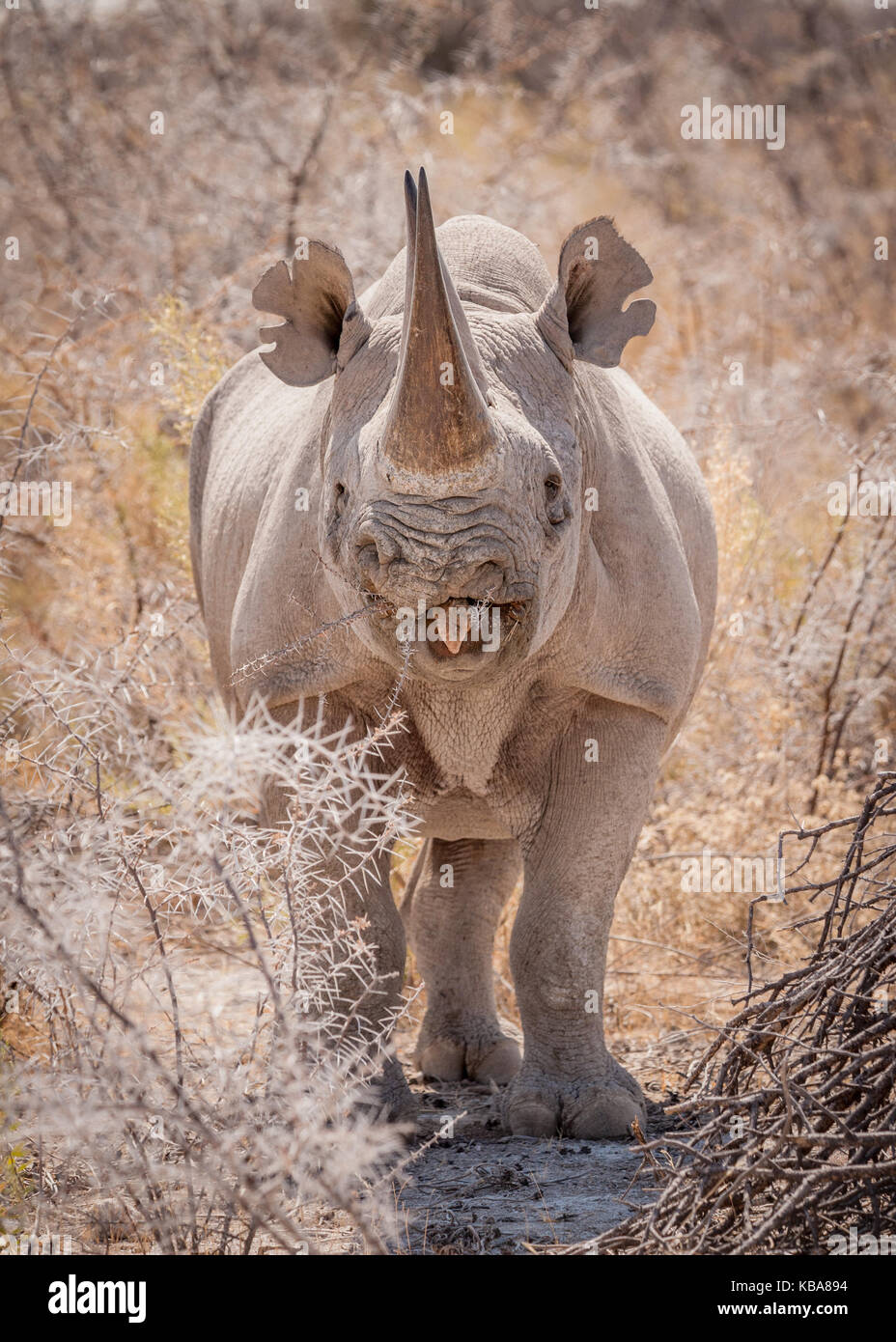 Black rhinoceros eating browse, Etosha National Park, Namibia Stock Photo