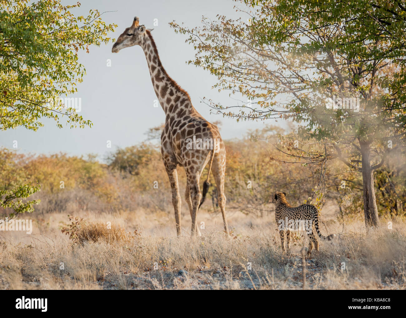 Inexperienced cheetah sizing up an adult giraffe, Etosha National Park, Namibia Stock Photo