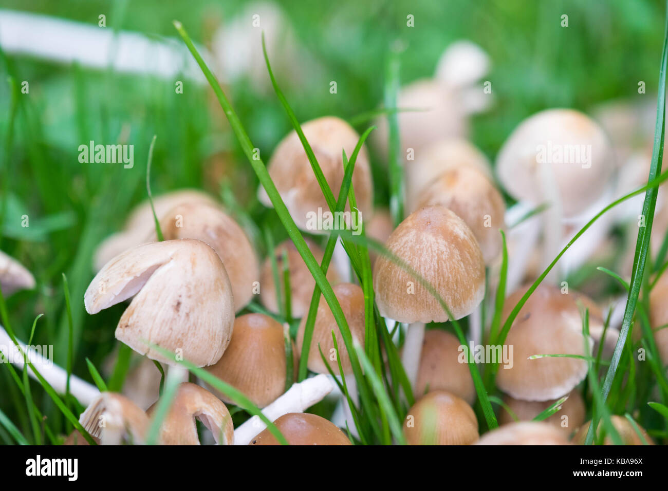Mushrooms Growing in Grass Stock Photo Alamy