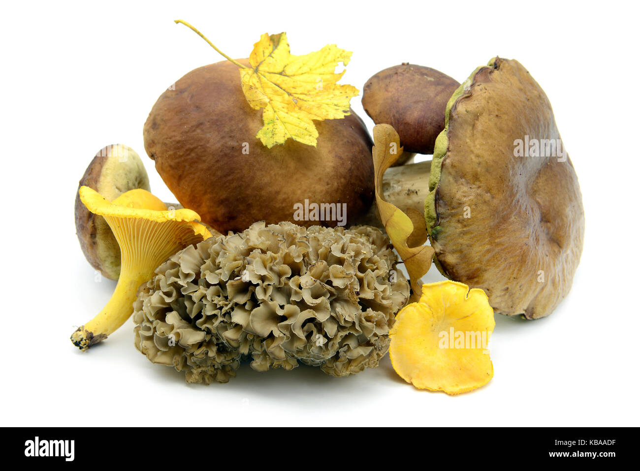 edible mushrooms like penny bun, golden chanterelle, bay boletus and