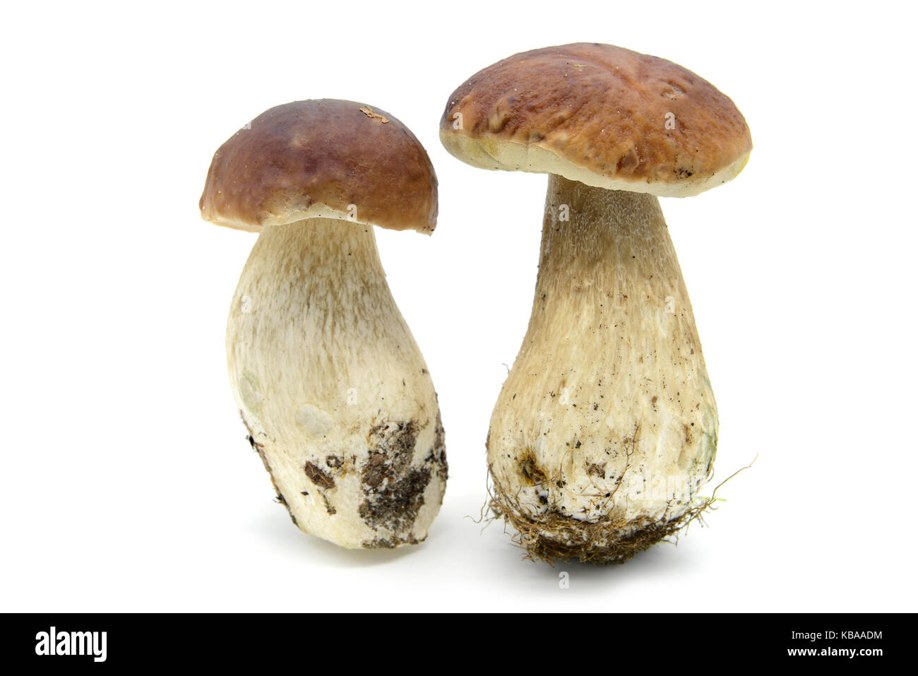 two penny bun mushrooms on white isolated background Stock Photo