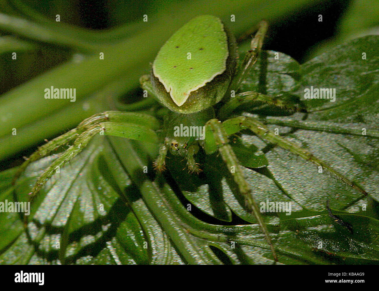 New Zealand spiders, orbweb Stock Photo Alamy