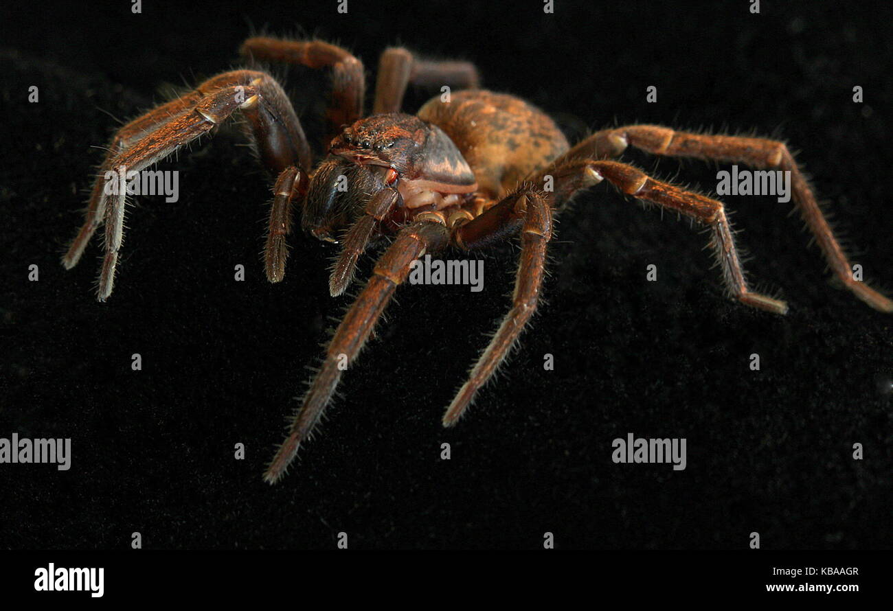 New Zealand spiders, vagrant spider Stock Photo Alamy