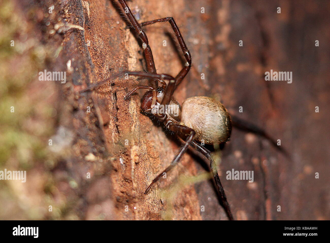New Zealand spiders, sheetweb spider Stock Photo Alamy