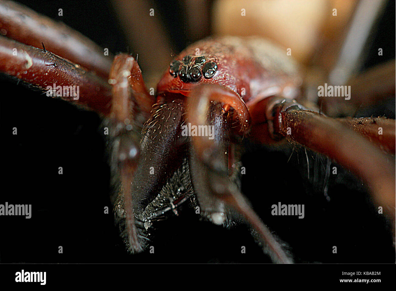 New Zealand spiders, sheetweb spider Stock Photo - Alamy