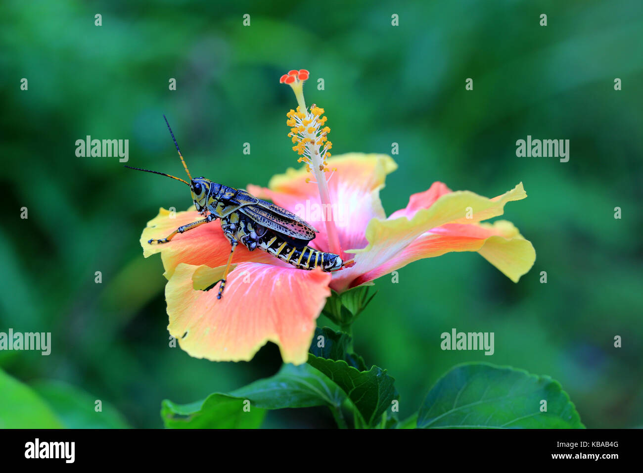 Lubber on Hibiscus flower, South Carolina Stock Photo Alamy