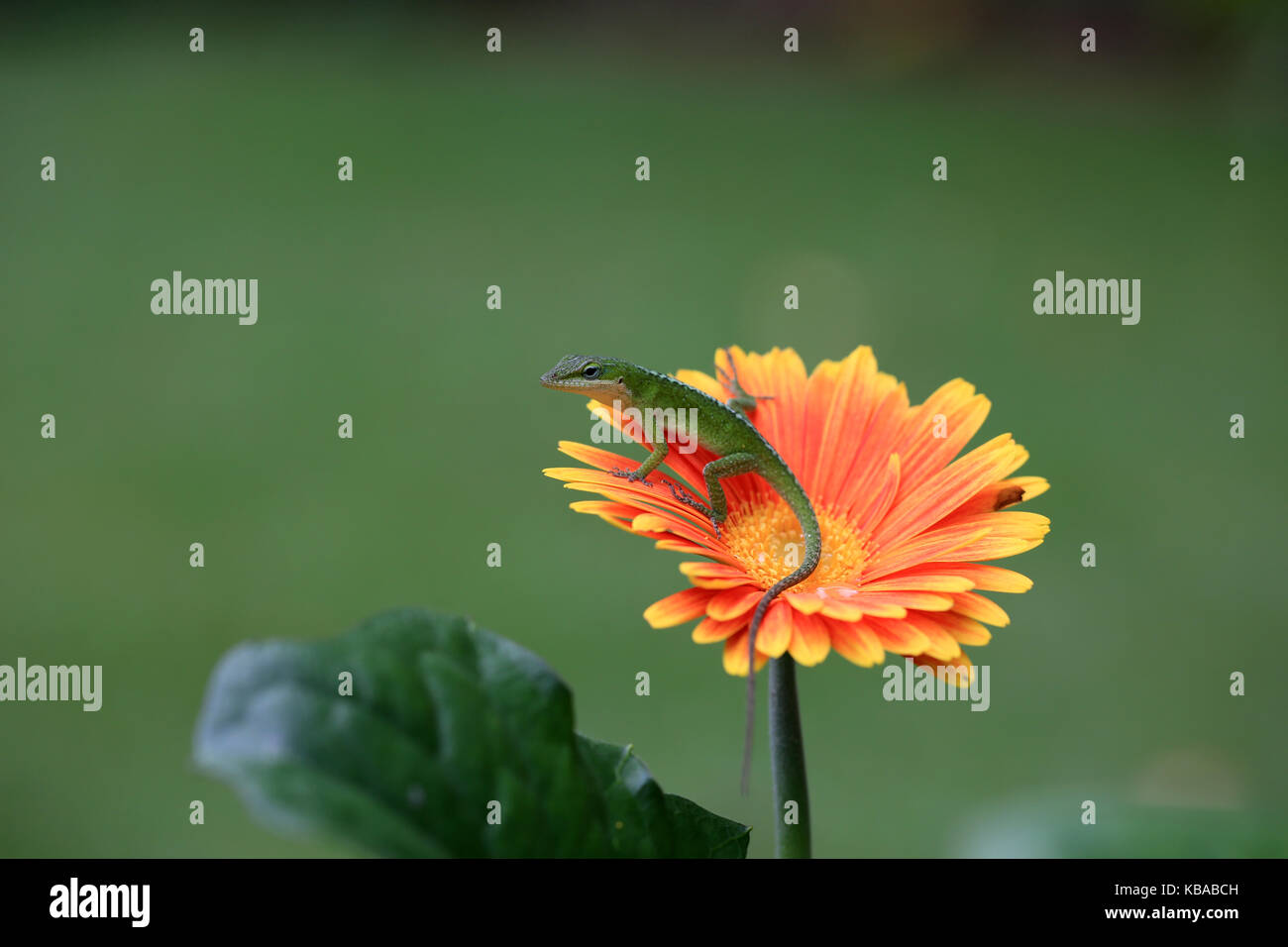 Green gecko on Gerbera daisy flower, South Carolina Stock Photo - Alamy