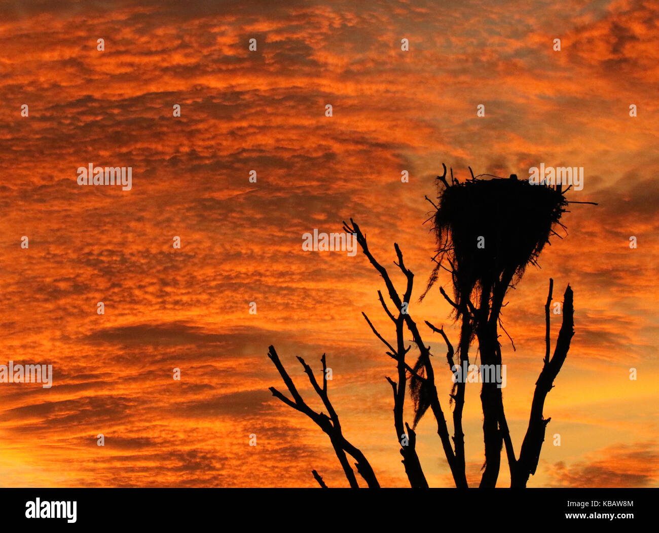 An Osprey watching a brilliant sunrise from it's nest in the Everglades of Florida. Stock Photo
