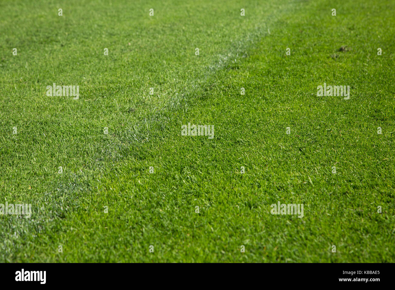 Freshly cut grass on a lush playing field Stock Photo