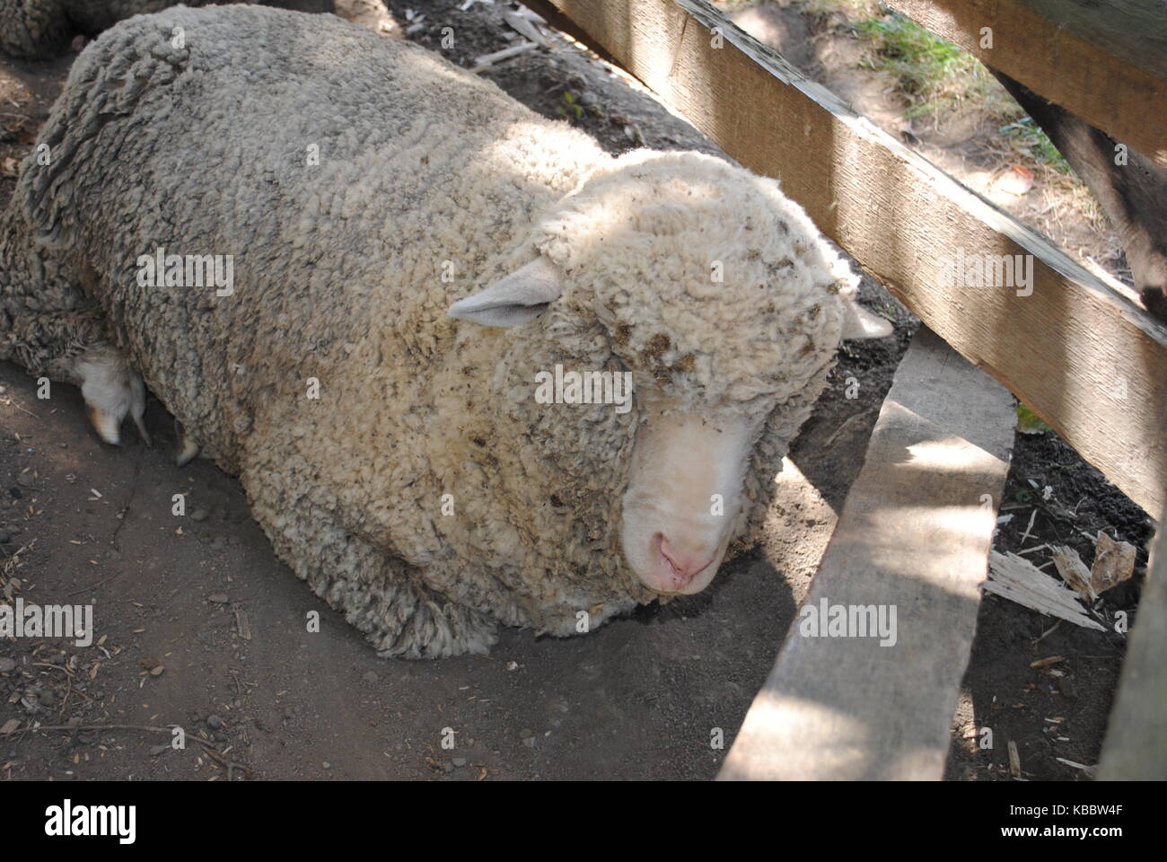Sleeping sheep Stock Photo