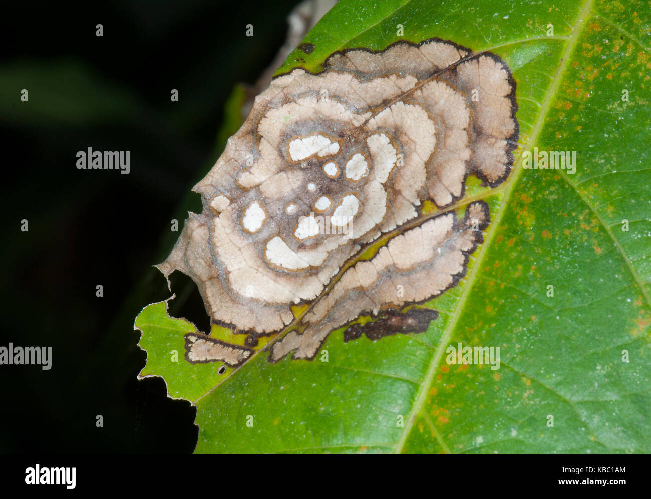 Patterns of a diseased leaf, Queensland, QLD, Australia Stock Photo