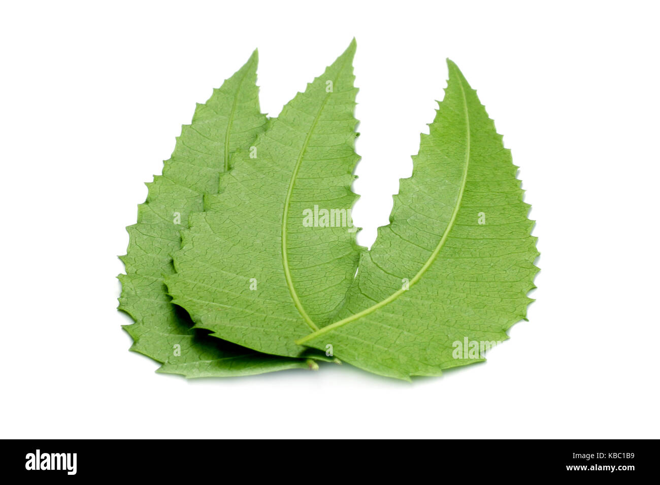 Herbal neem leaves over white background Stock Photo Alamy