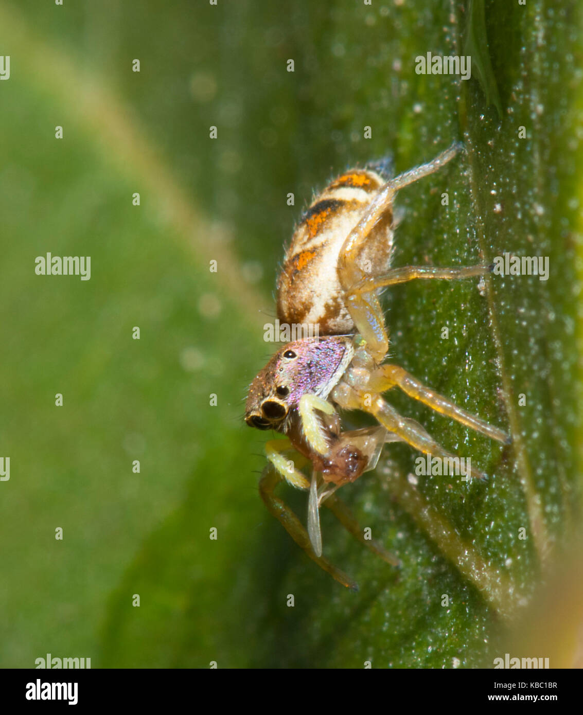 Jumping Spider with Prey (Cosmophasis thalassina), Queensland, QLD, Australia Stock Photo