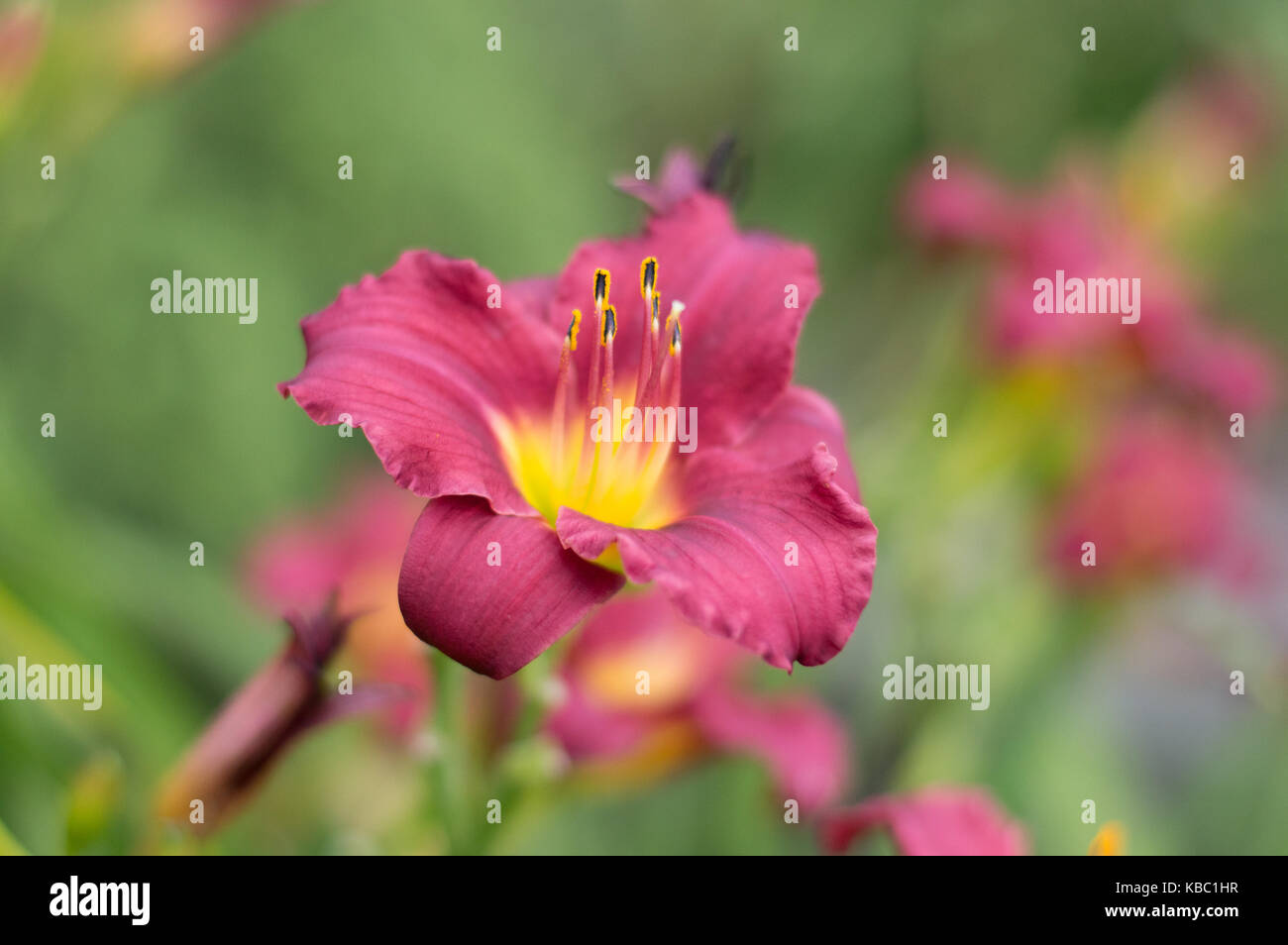 Gorgeous purple flower bloomed in vibrant garden Stock Photo - Alamy