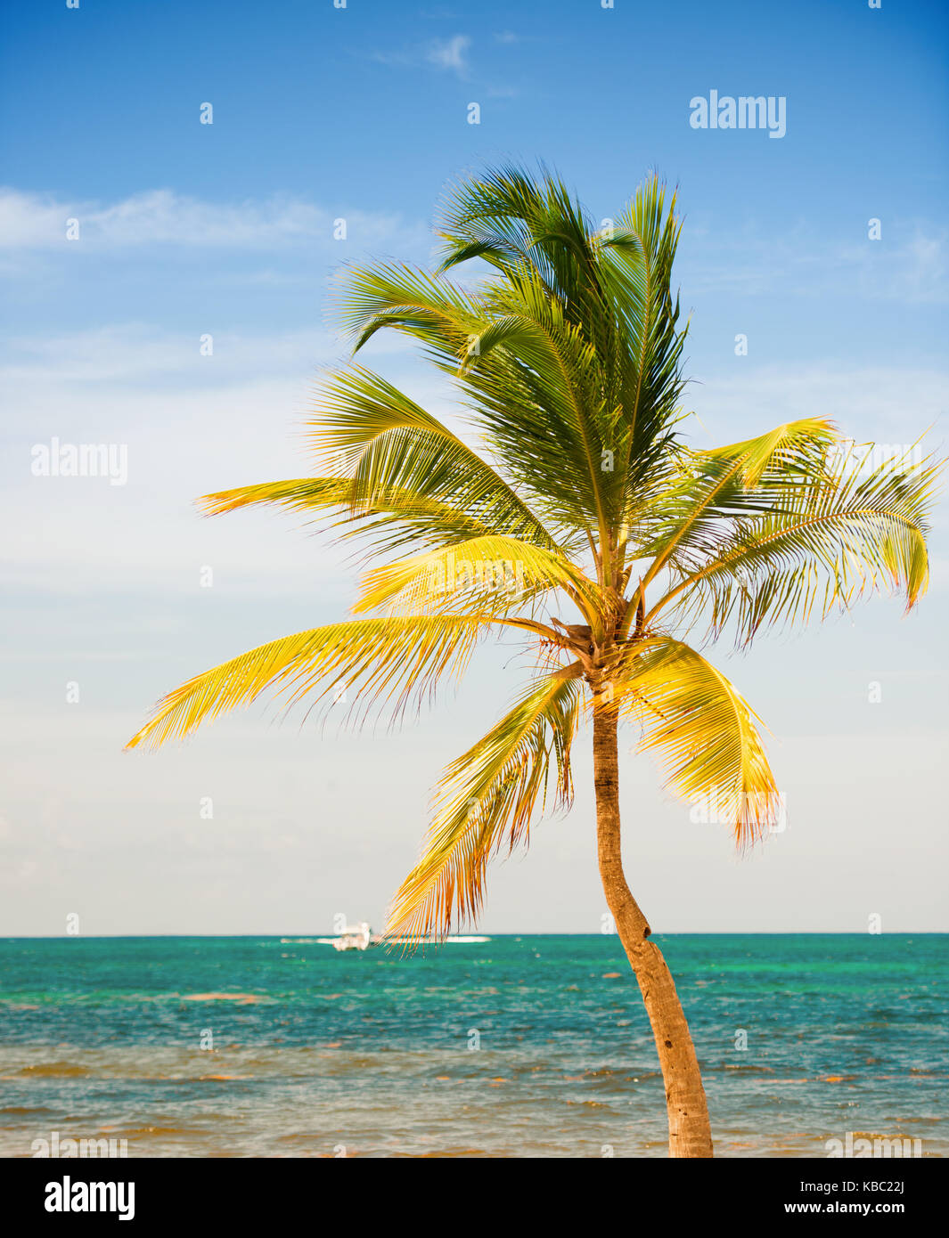 Palm tree on the background of the sea and sky Stock Photo - Alamy