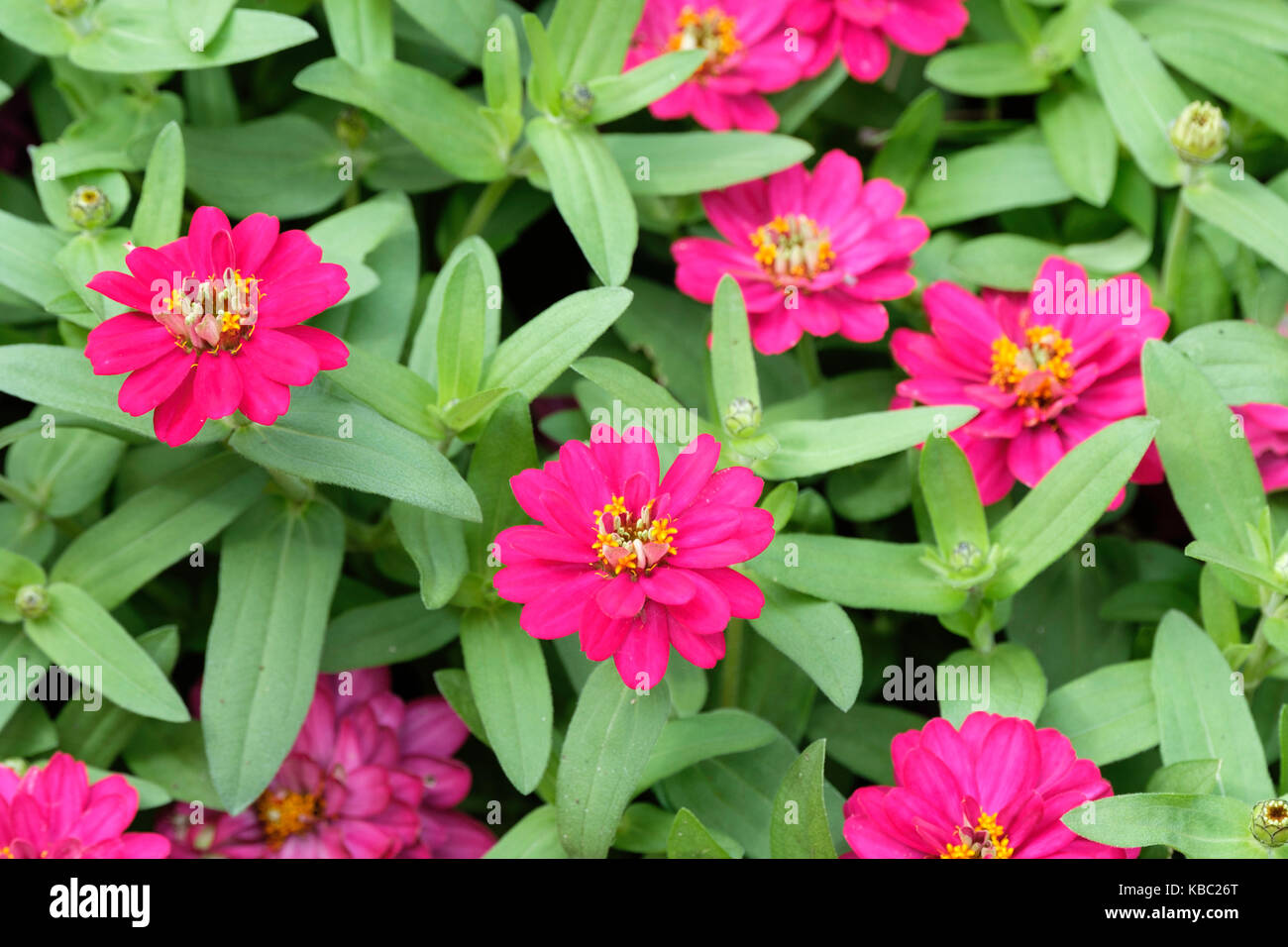 Pink zinnia elegans in a summer garden. Oklahoma, USA. Stock Photo