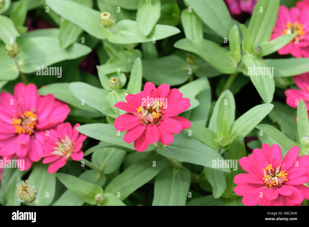 Pink zinnia elegans in a summer garden. Oklahoma, USA. Stock Photo