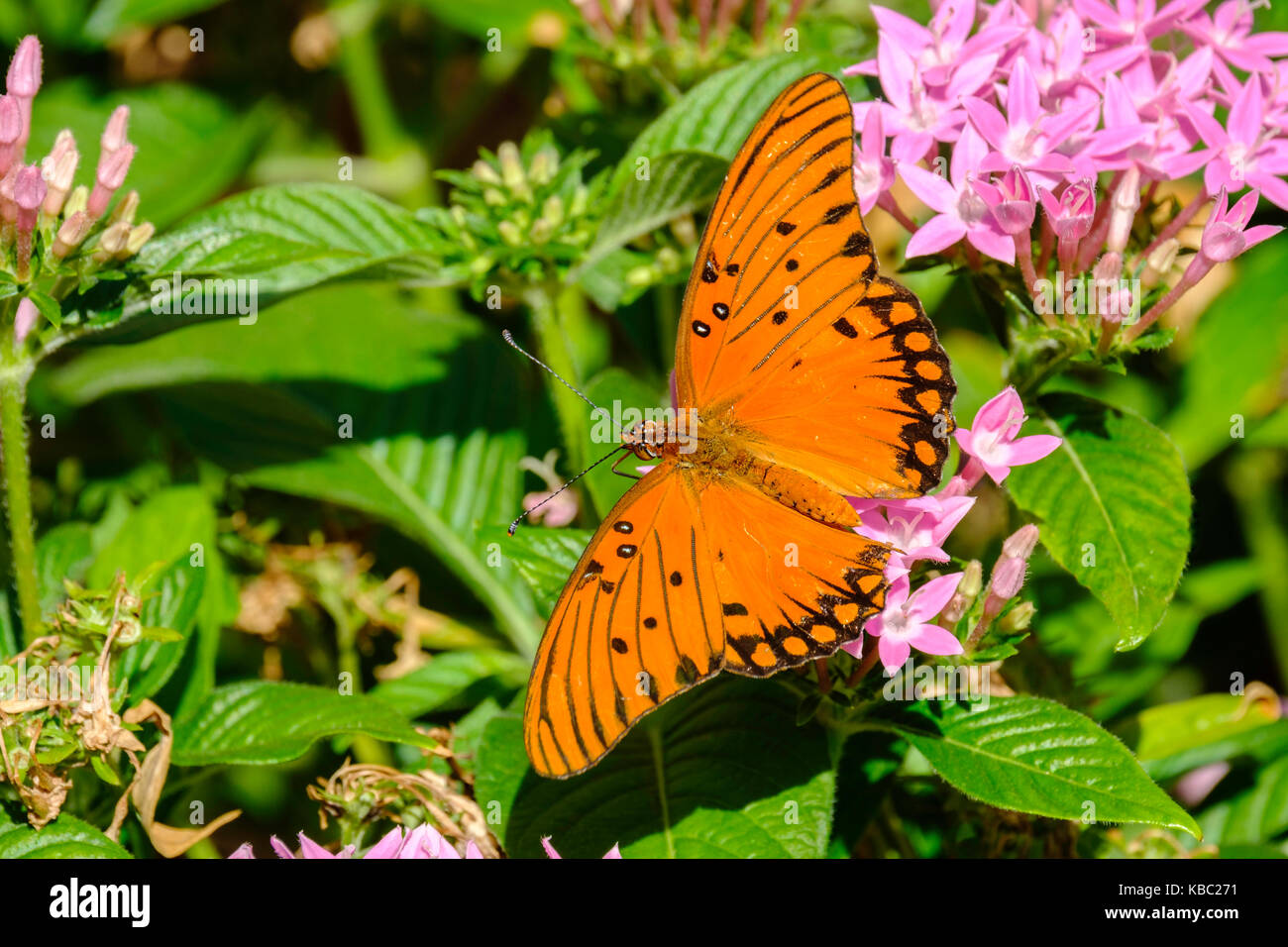 Gulf Fritillary butterfly,Agraulis vanillae, nectaring on pink Pentas lanceolata. Oklahoma, USA. Stock Photo