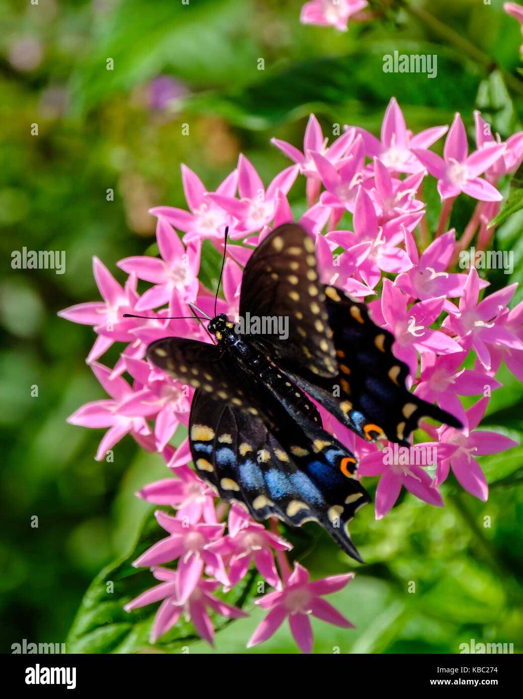 Pipevine Swallowtail or Battus philenor on Pentas lanceolata or Starflower. Showing double wings open. Oklahoma, USA. Stock Photo